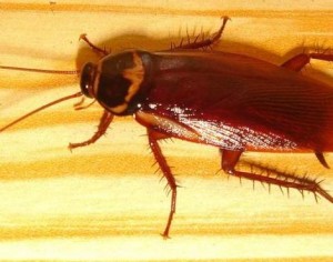 phoenix cockroach
