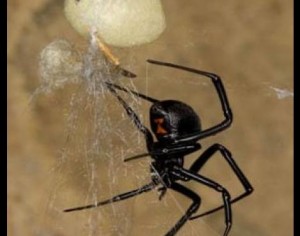 phoenix black widow phoenix black widow